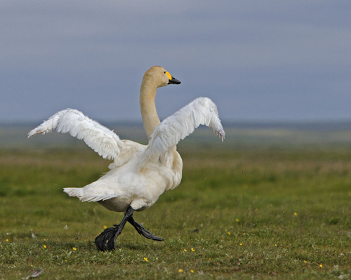 ����� ������